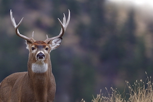 Illegal Taking of Deer Lawyers