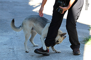 Los Perros Atacan Por Una Variedad de Razones